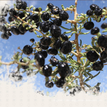 Mispel-organisches Lebensmittel-rote getrocknete schwarze Gojiberry